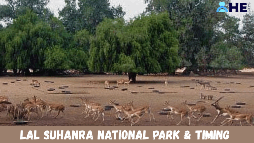 Lal Suhanra National Park & Timing